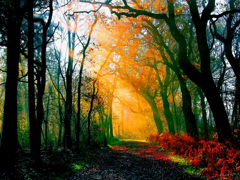 Forest Path at Sunrise — Orange