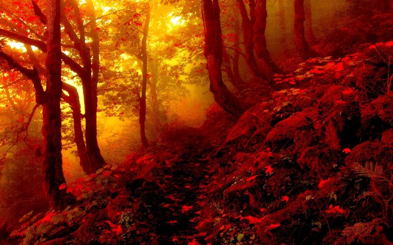 Forest Path at Sunrise — Red, Dramatic, Photograph