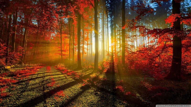 Forest Path at Sunrise — Red, Serene, Photograph