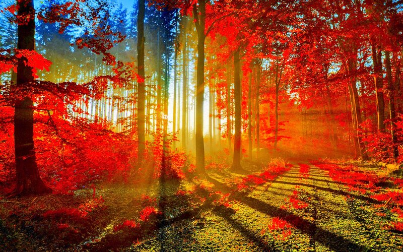 Forest Path at Sunrise — Red, Serene