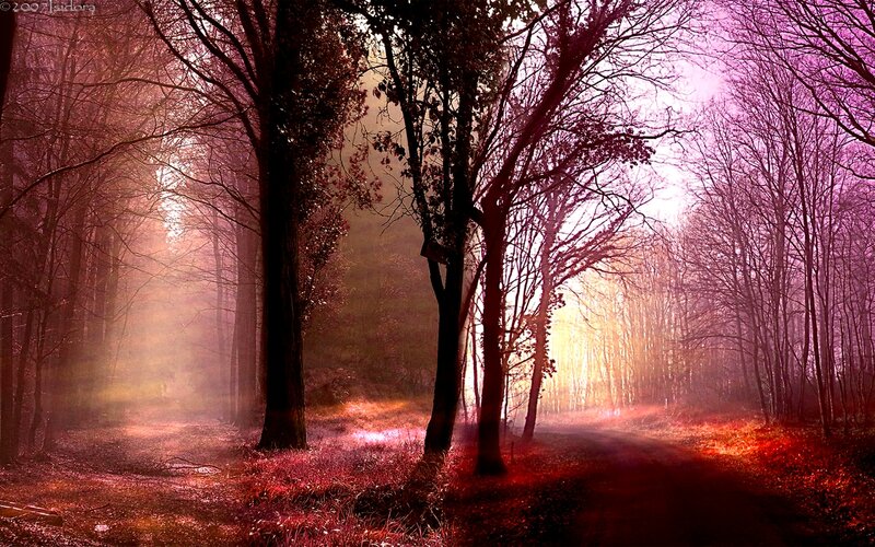 Forest Path at Sunrise — Red