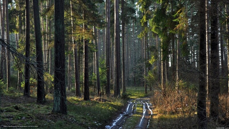 Forest path at sunrise