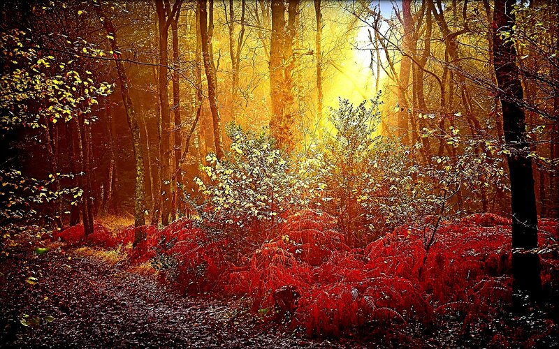 Forest Path at Sunrise — Yellow, Dramatic, Photograph