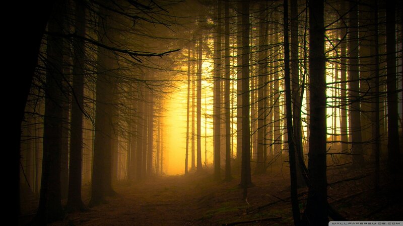 Forest Path at Sunrise — Yellow, Dramatic