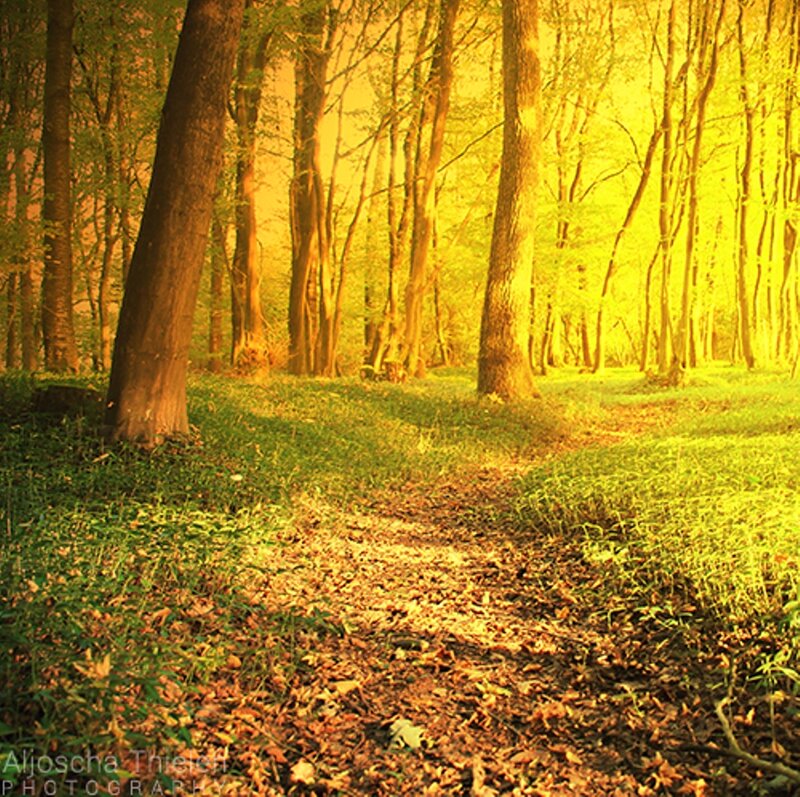 Forest Path at Sunrise — Yellow, Serene, Morning