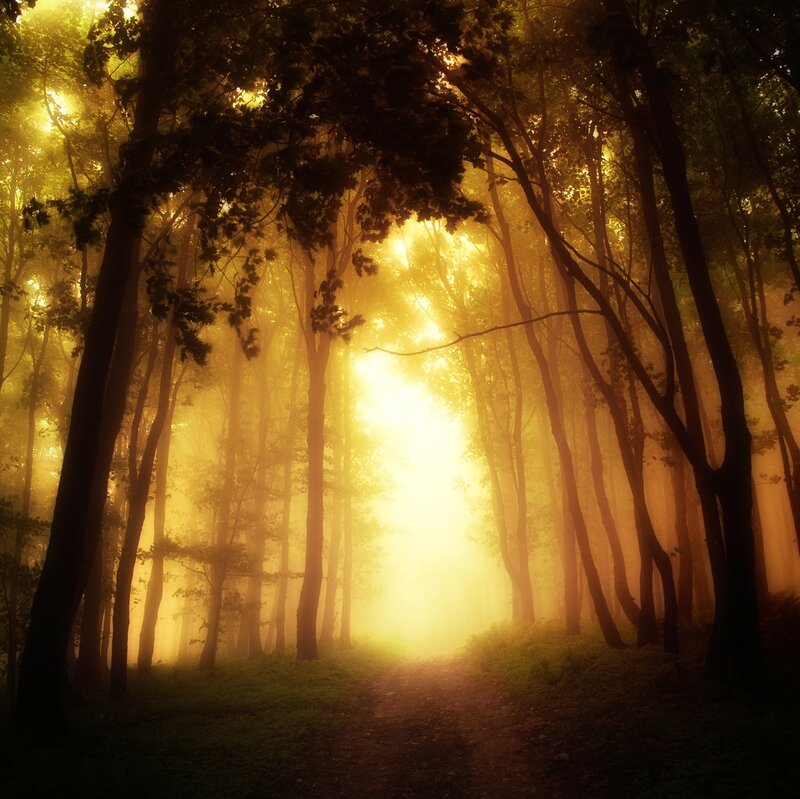 Forest Path at Sunrise — Yellow, Serene, Photograph