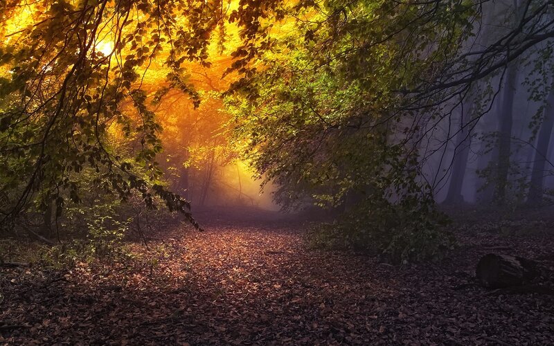 Forest Path at Sunrise — Yellow, Serene, Photograph, Trees, Leaves