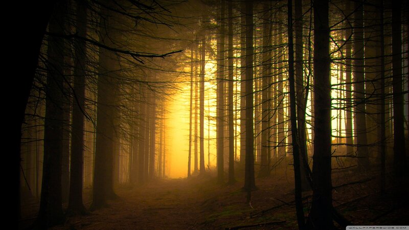 Forest Path at Sunrise — Yellow, Serene, Photograph, Trees, Sunlight