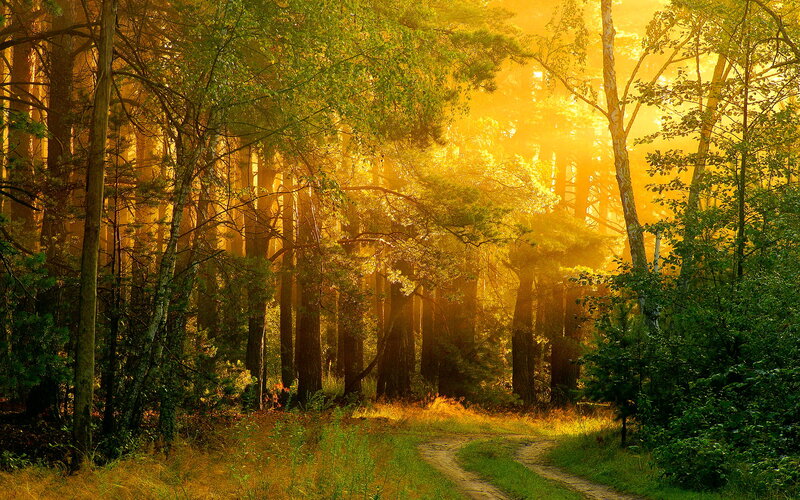 Forest Path at Sunrise — Yellow, Serene, Photograph, Trees