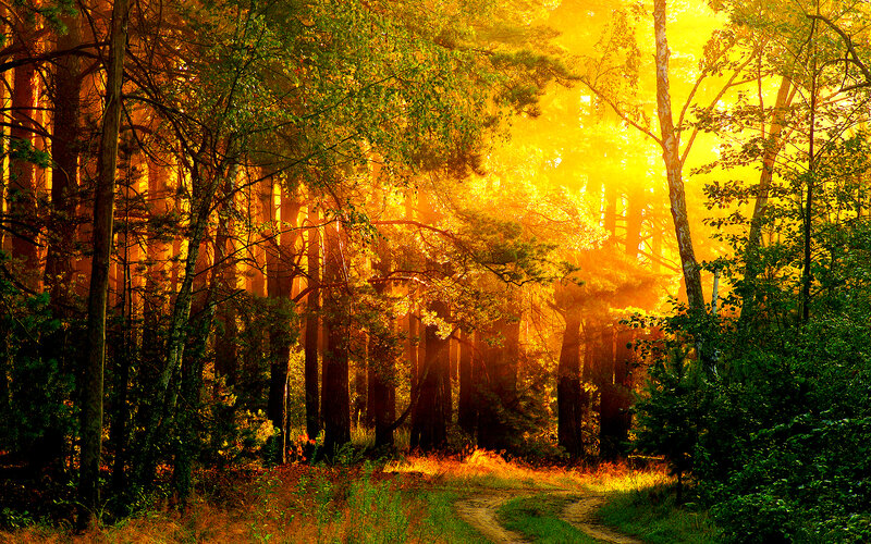 Forest Path at Sunrise — Yellow, Serene