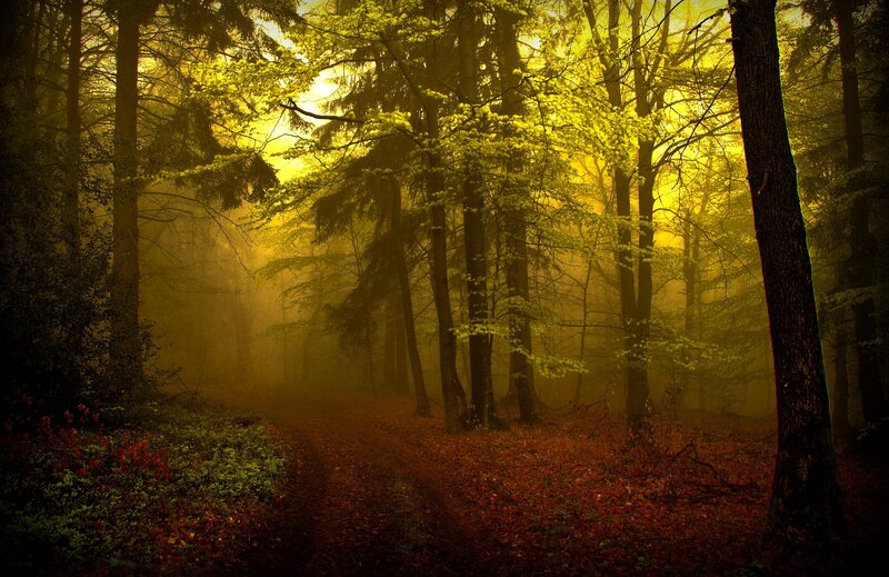 Forest Path at Sunrise — Yellow