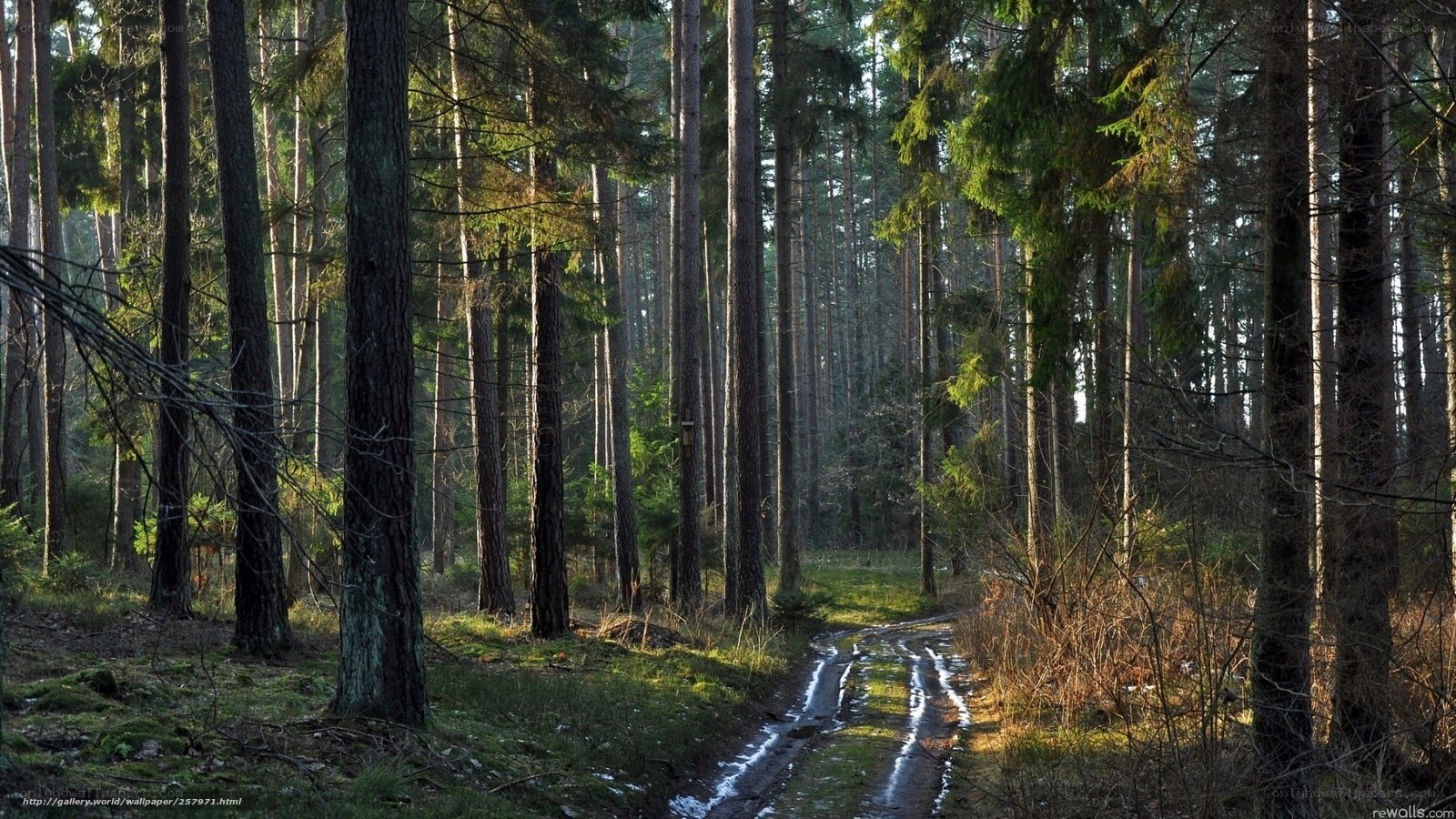 Forest path at sunrise