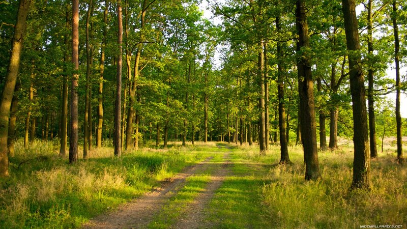 Forest path at sunset