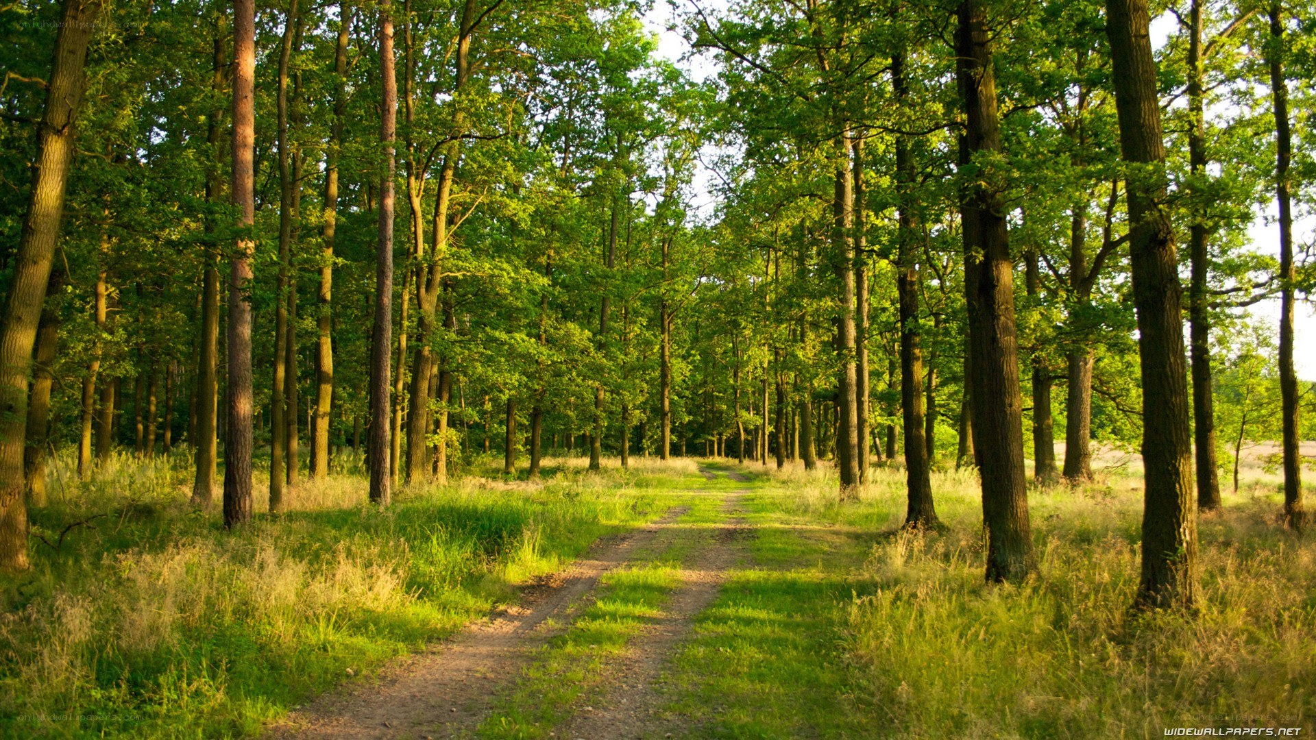 Forest path at sunset