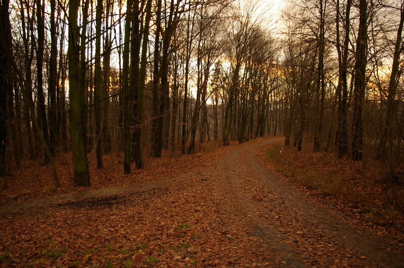 Forest path at sunset