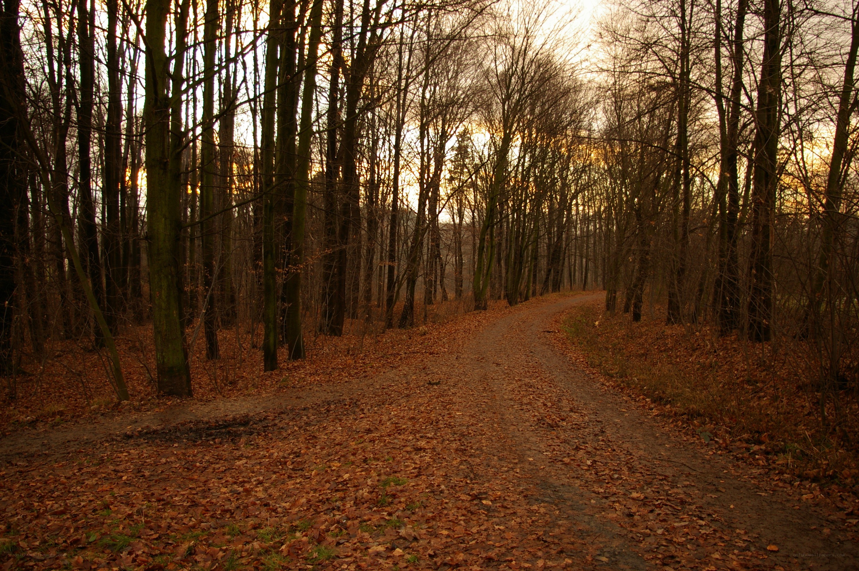 Forest path at sunset