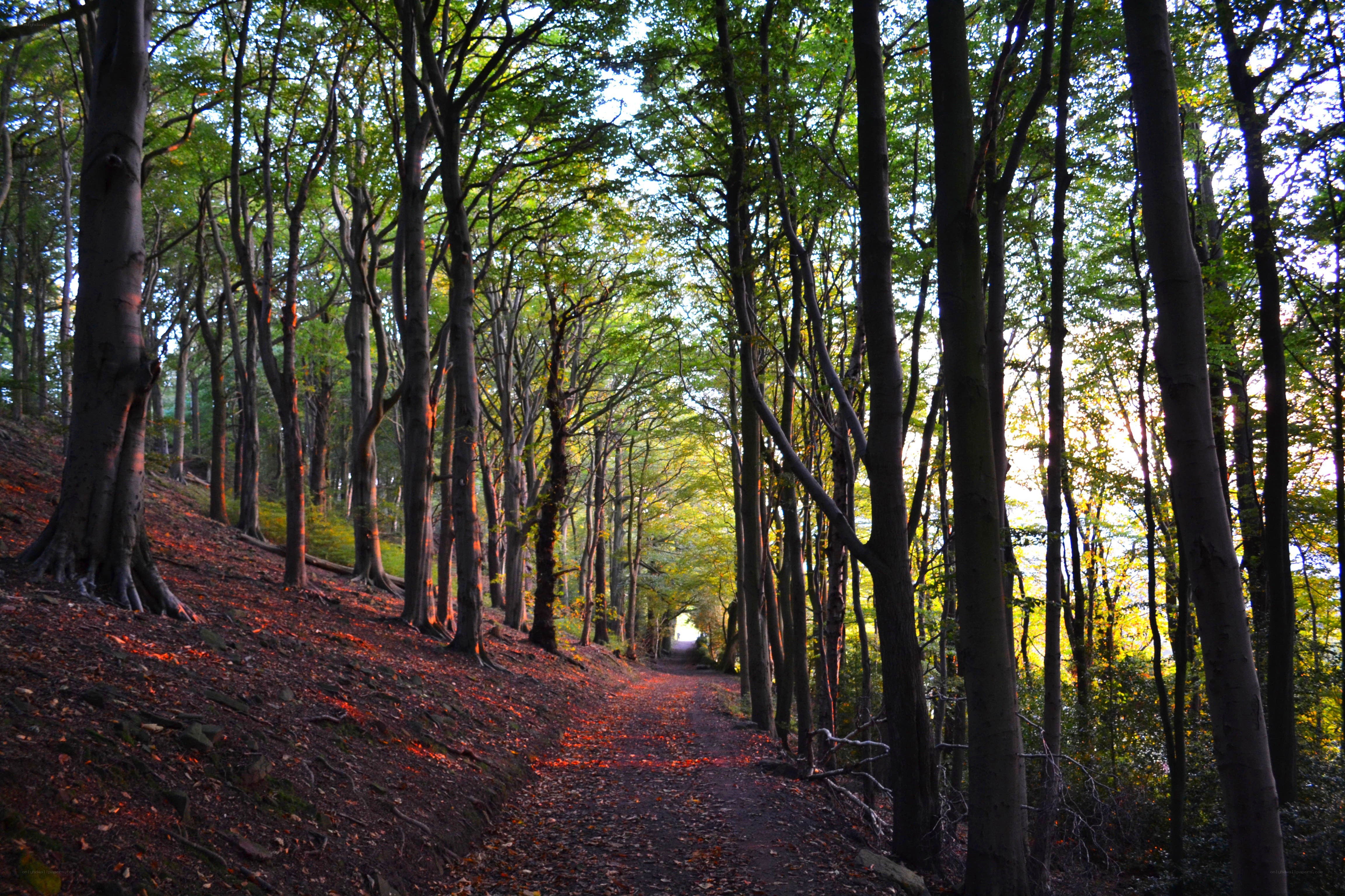 Forest path at sunset