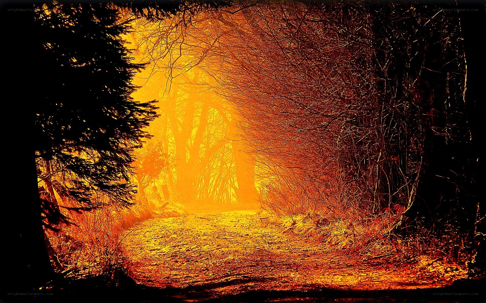 Forest path at sunset