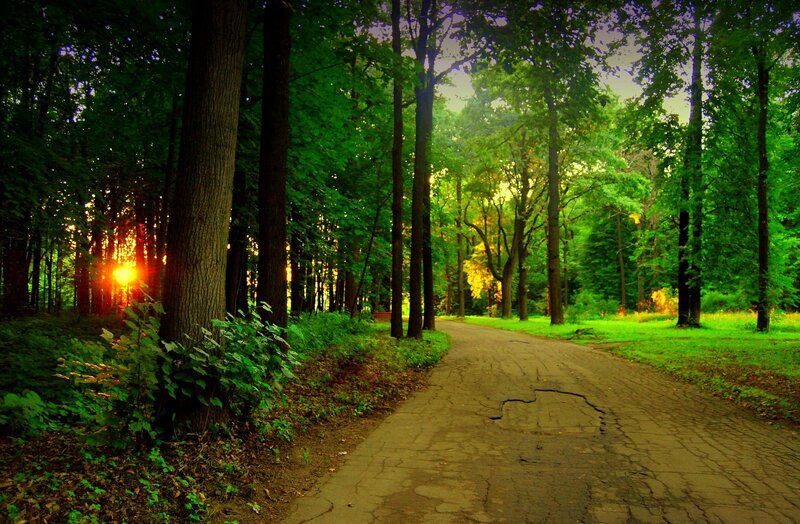 Forest path at sunset