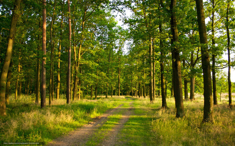 Forest path at sunset