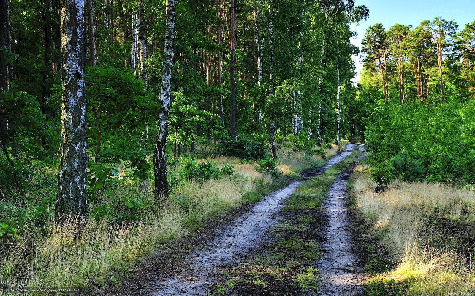 Forest path at sunset
