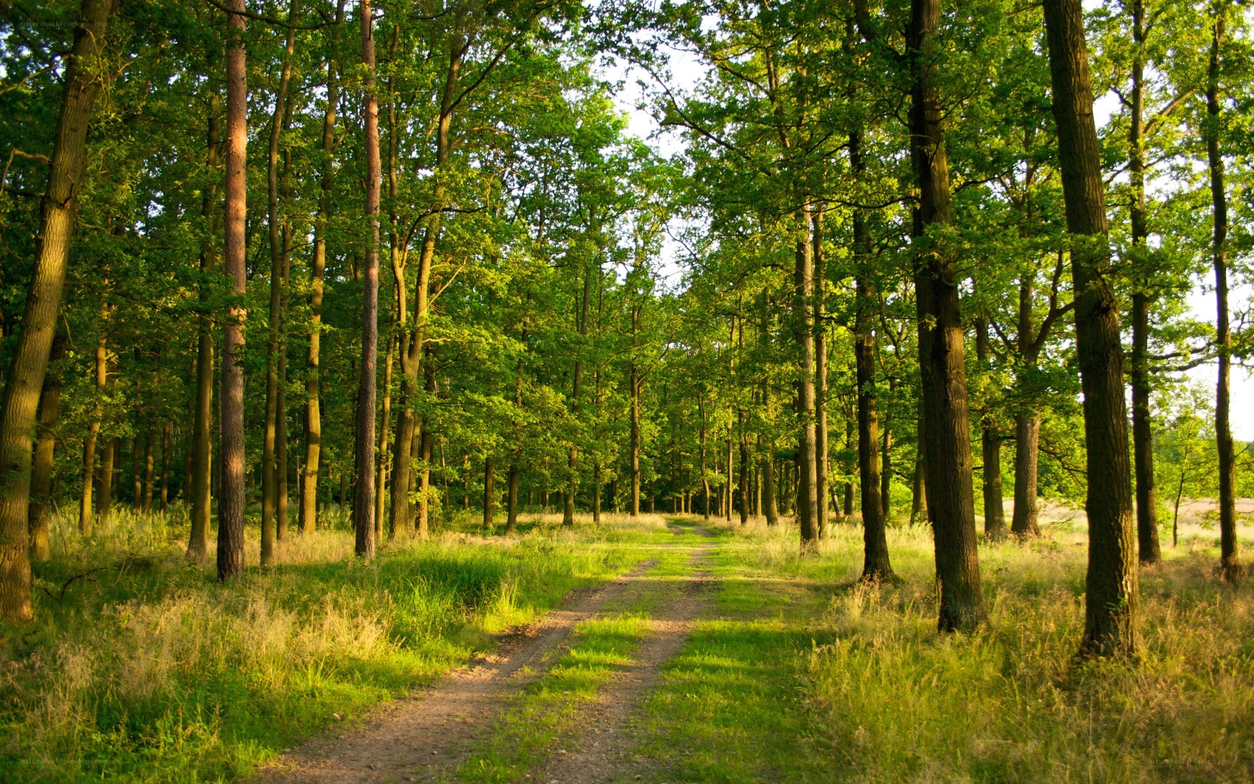 Forest path at sunset