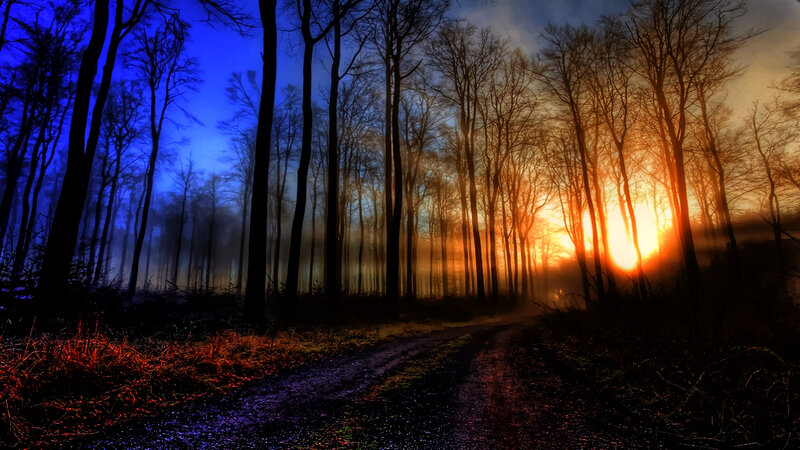 Forest Path at Sunset — Blue