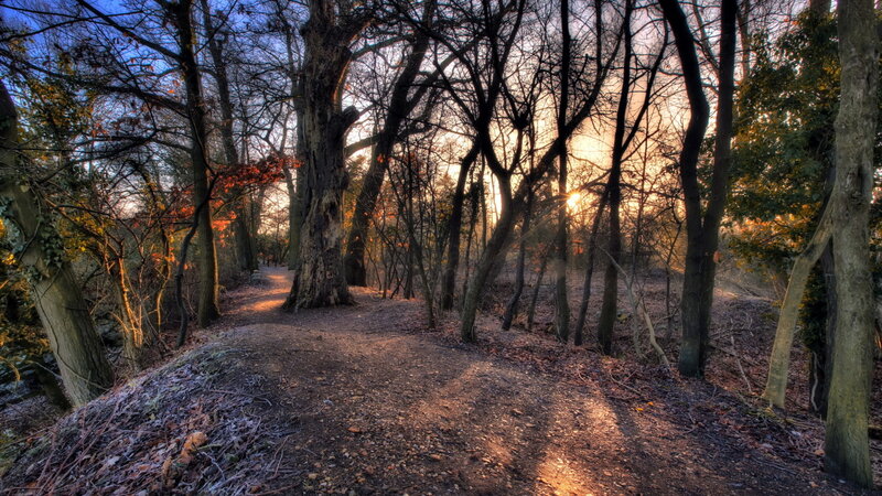 Forest Path at Sunset — Brown, Serene, Photograph
