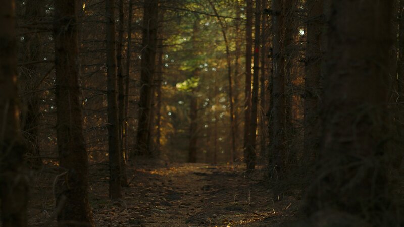 Forest Path at Sunset — Brown, Serene, Photograph, Trees, Sunlight