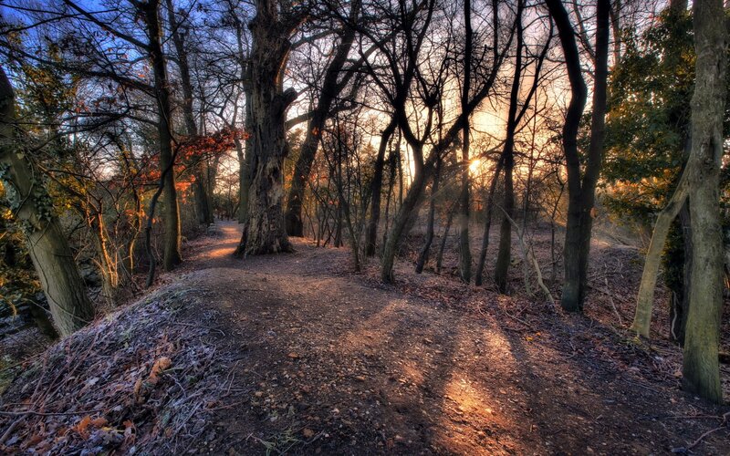Forest Path at Sunset — Brown, Serene, Photograph, Trees