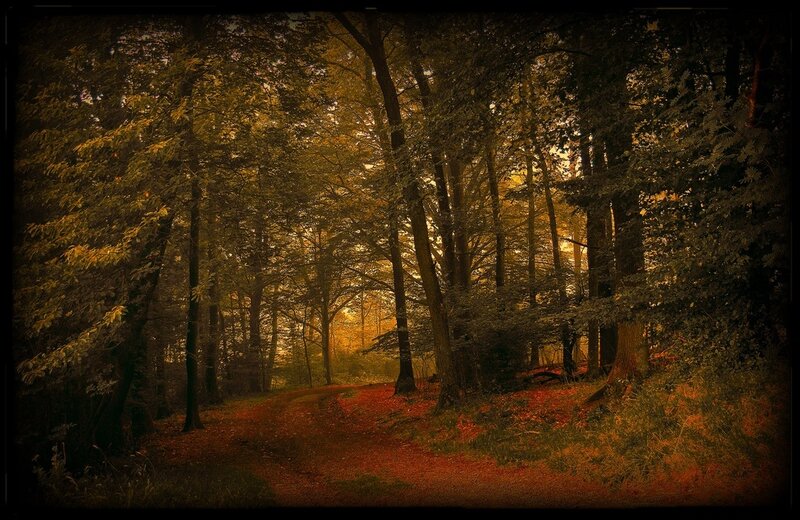 Forest Path at Sunset — Brown