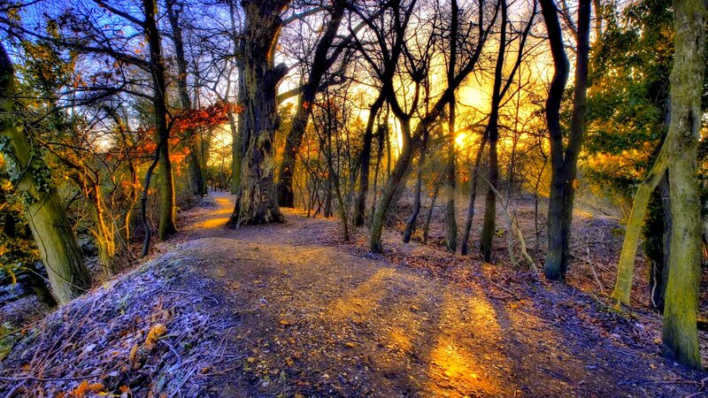 Forest Path at Sunset — Gold