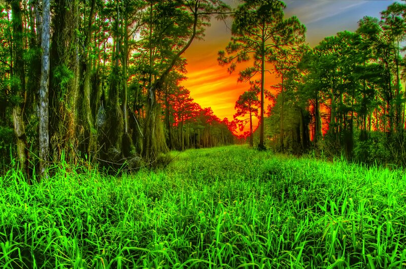 Forest Path at Sunset — Green, Dramatic
