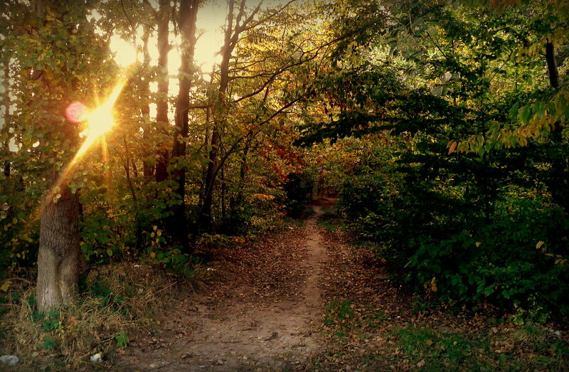 Forest Path at Sunset — Green, Serene, Photograph, Sunlight
