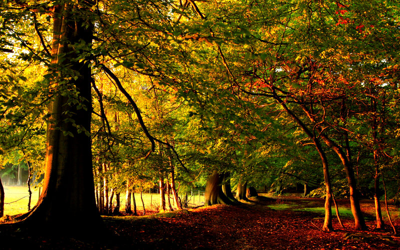 Forest Path at Sunset — Green, Serene, Photograph