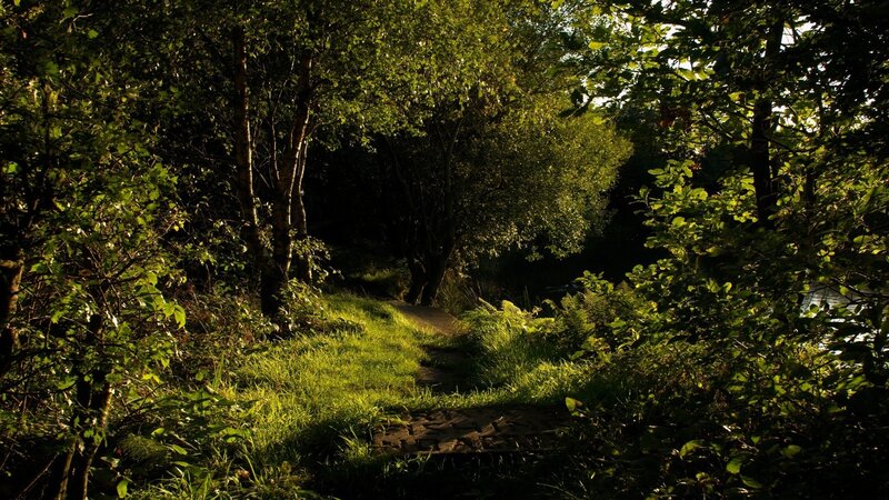 Forest Path at Sunset — Green, Serene, Photograph, Trees, Grass