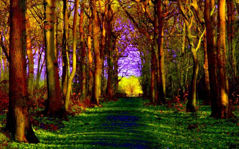 Forest Path at Sunset — Green, Serene, Photograph, Trees, Sky