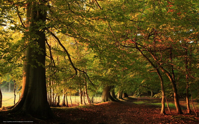 Forest Path at Sunset — Green, Serene, Photograph, Trees