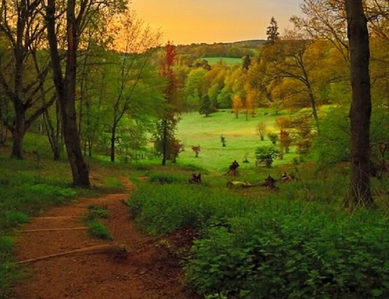 Forest Path at Sunset — Green, Serene