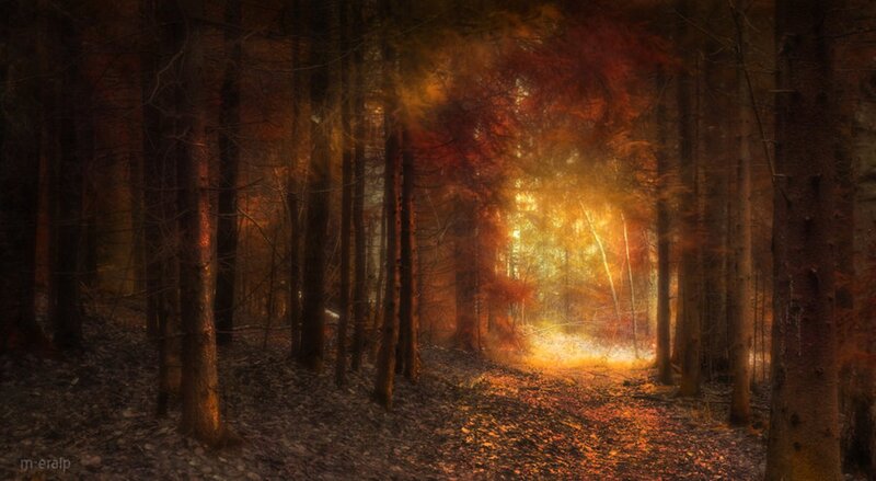 Forest Path at Sunset — Orange, Dramatic, Photograph