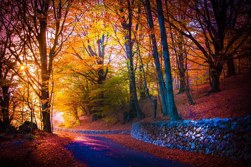 Forest Path at Sunset — Orange, Dramatic, Photograph, Trees, Stone Wall