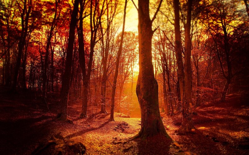 Forest Path at Sunset — Orange, Dramatic, Photograph, Trees, Sunlight
