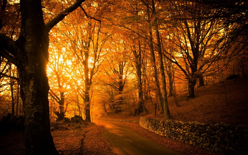Forest Path at Sunset — Orange, Dramatic, Photograph, Trees