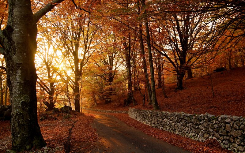 Forest Path at Sunset — Orange, Serene, Photograph