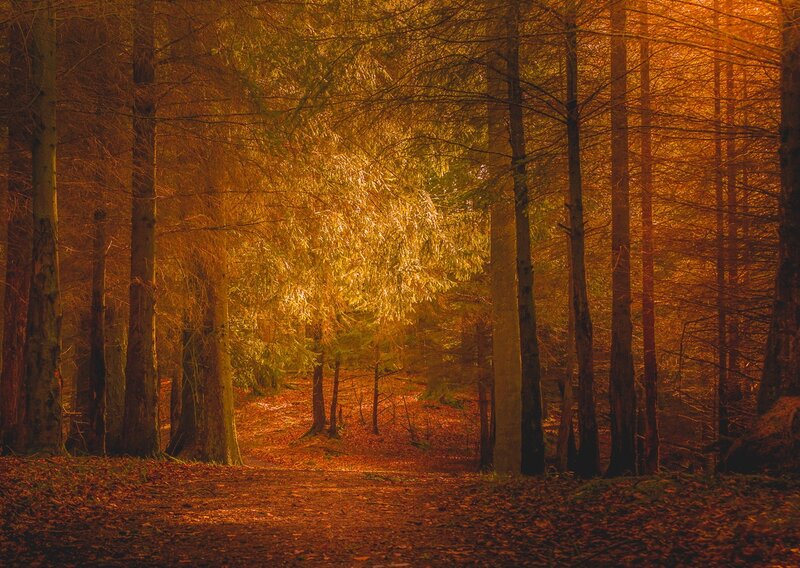 Forest Path at Sunset — Orange, Serene, Photograph, Trees, Leaves