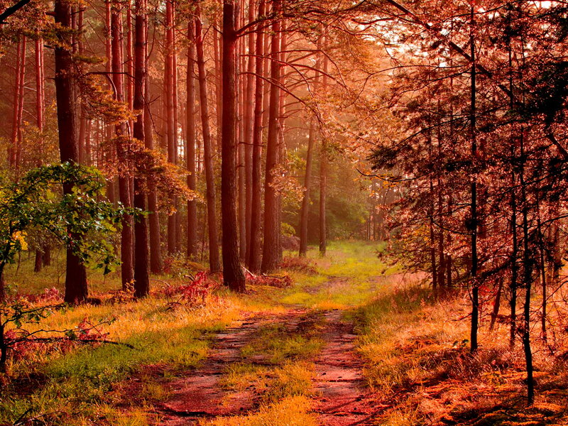 Forest Path at Sunset — Orange, Serene, Photograph, Trees