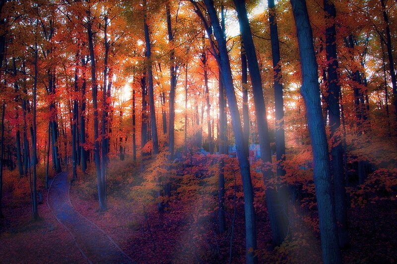Forest Path at Sunset — Orange, Serene