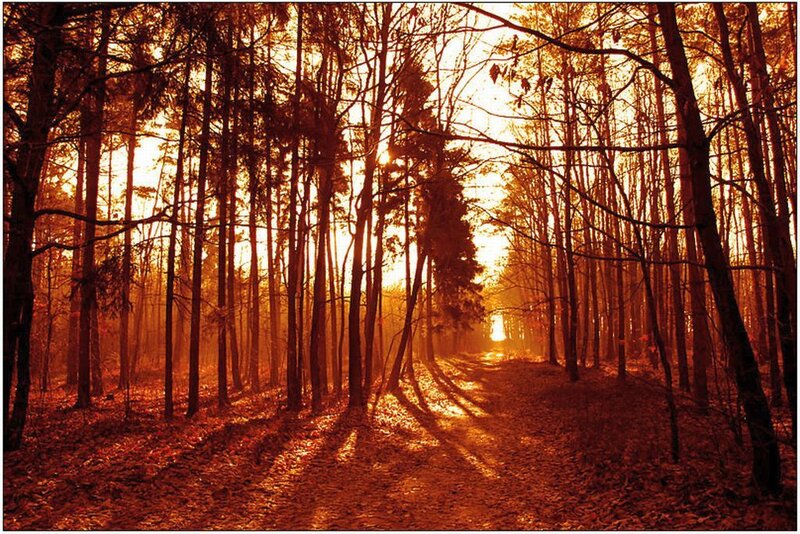 Forest Path at Sunset — Orange