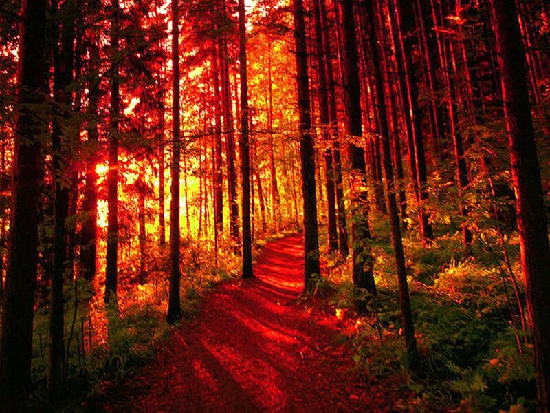 Forest Path at Sunset — Red