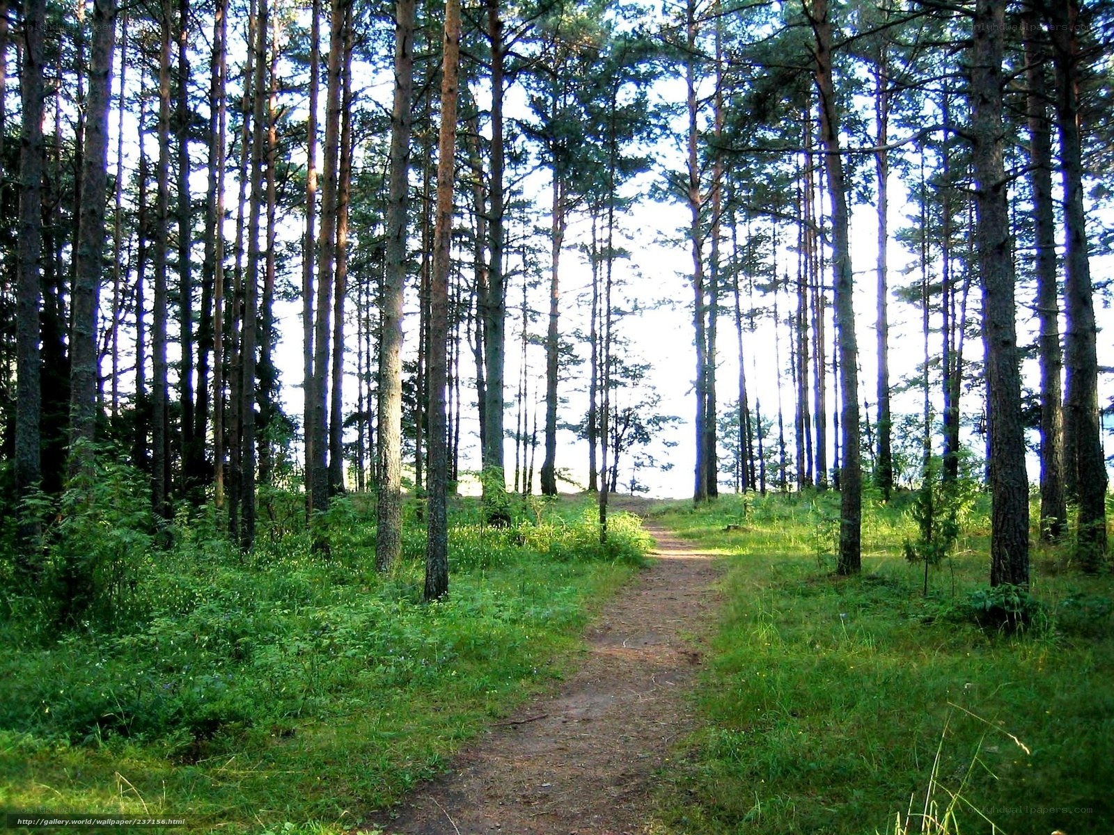 Forest path at sunset